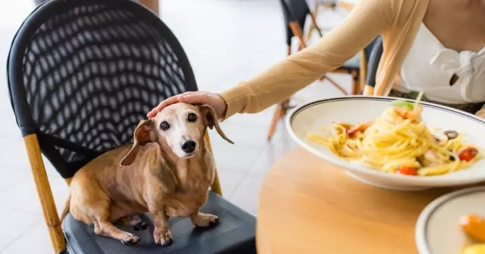 狗隻可進食肆牌照將推出 首階段名額500至1千個 格鬥狗隻不得進入