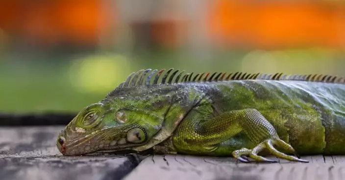 罕見寒流釀奇景！美國佛州綠鬣蜥凍僵「如雨下」 居民狂撿「數百磅」 政府急設收集站