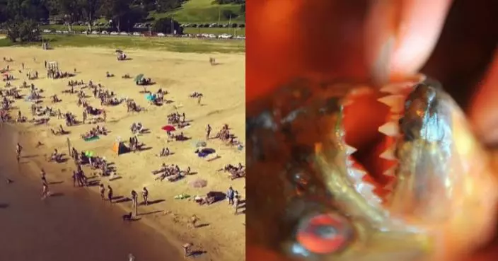 恐怖戲水！阿根廷河灘46遊客遇食人魚攻擊  1人手指斷掉