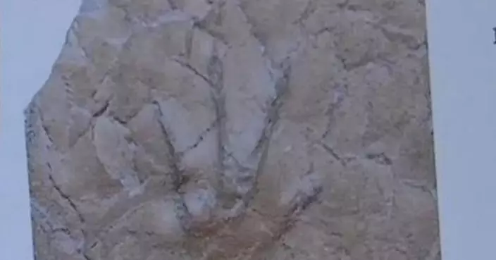 亞洲首次！北京門頭溝發現1.6億年前兩棲動物足跡化石 填補侏羅紀生態空白