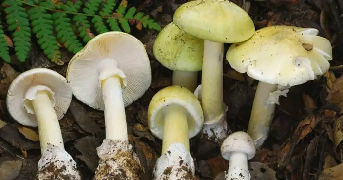 溫暖多雨釀危機！加州劇毒蘑菇大爆發 已奪4命 當局籲：今年別採野菇