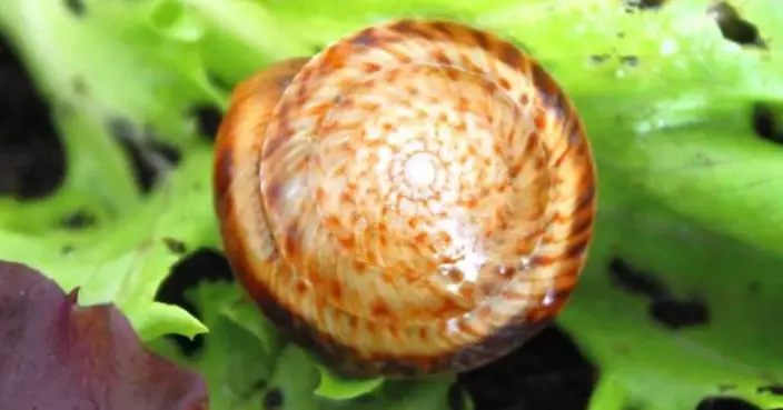 「大百慕達陸蝸」擺脫滅絕危機  百萬年活化石重現野外繁衍