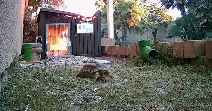 龜舍變火海！ 陸龜里歐「緩步自救」冷靜逃出火海   飼主：感謝上天