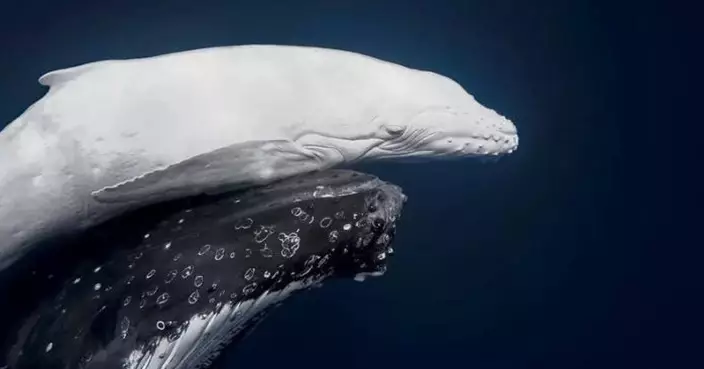 4萬分之1的奇蹟！澳洲攝影師拍下「全白座頭鯨」幼鯨　奪世界自然攝影獎年度大獎