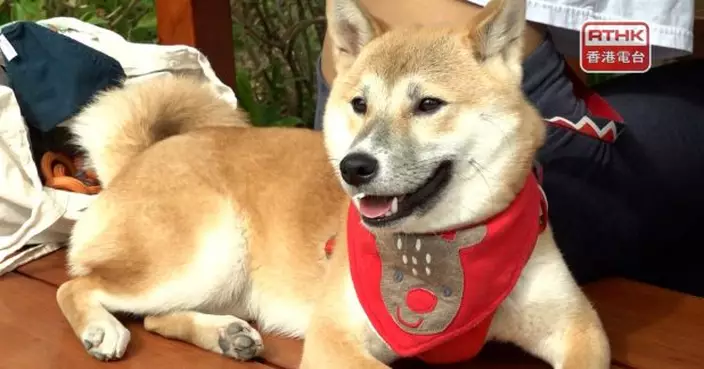 政府將公布獲准攜狗隻食肆名單　不接受火鍋及烤肉店因安全考慮