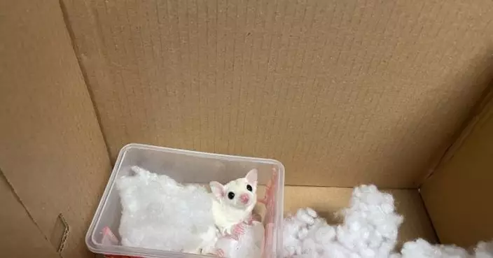 海關落馬洲偵破懷疑非法進口動物案　檢蜜袋鼯及倉鼠等巿值逾千元