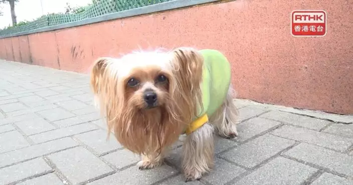 餐飲業界稱容許狗隻入獲批食肆帶來新商機　議員稱方案可接受