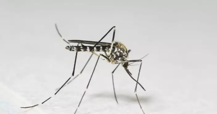 本港新增一宗外地傳入登革熱個案　病人潛伏期曾到印尼