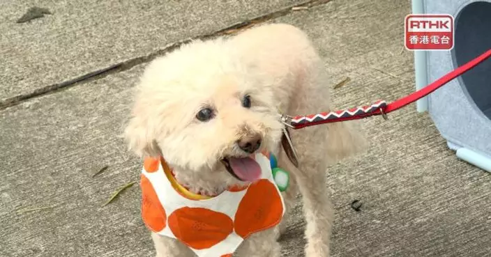 每名食客或最多可帶兩隻狗進入食肆