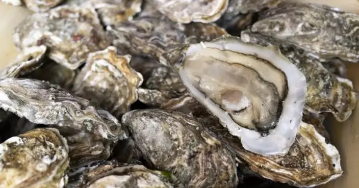 再有7人進食生蠔後疑食物中毒　衞防中心籲市民現時不要進食生蠔