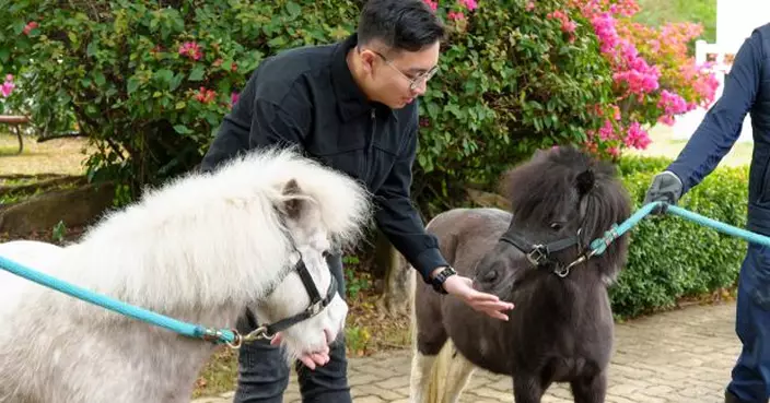 雪特蘭小馬下月亮相大館　市民可溫柔觸摸及合照