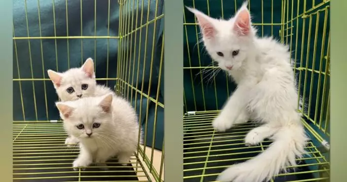 海關於羅湖管制站檢3隻非法進口貓　53歲男旅客被捕