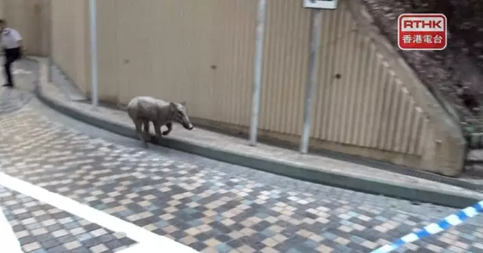 漁護署已捕獲野豬並作人道處理　行動中一職員腿部受輕傷