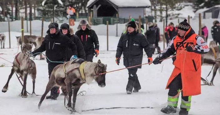 芬蘭薩拉舉行「傳統馴鹿競速賽」 賽事激烈吸引千人冒嚴寒觀戰