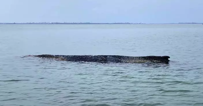 德國波羅的海座頭鯨擱淺體力轉弱 重返大西洋機會渺茫