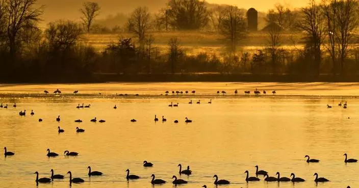 賓夕法尼亞州雪雁遷徙壯觀場面 數萬候鳥黎明起飛震撼人心