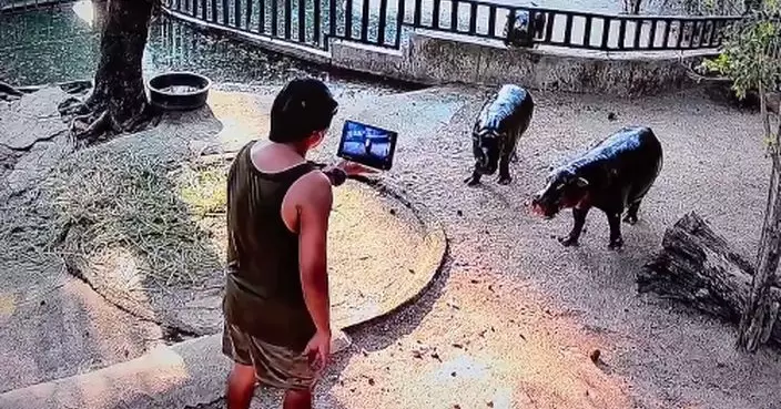 男子闖入泰動物園網紅侏儒河馬圍欄被捕 官方：「彈跳豬」與媽媽受驚但無礙