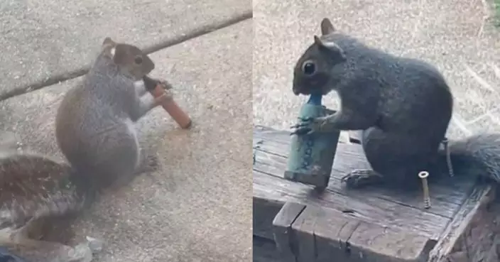 倫敦街頭現松鼠啃咬電子煙非單一事件 專家：水果香味惹禍