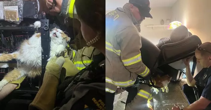 唔想睇獸醫！美肥貓鑽電動梳化卡住 獲消防員出動救出