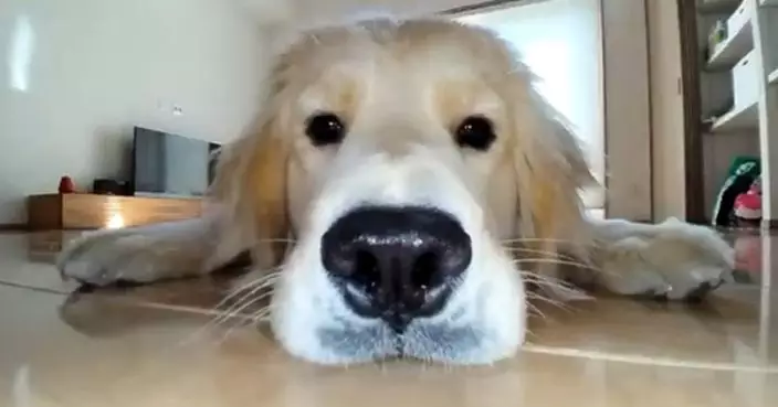 黃金獵犬遇掃地機械人「認真邀玩」 呆萌互動監視器全錄下