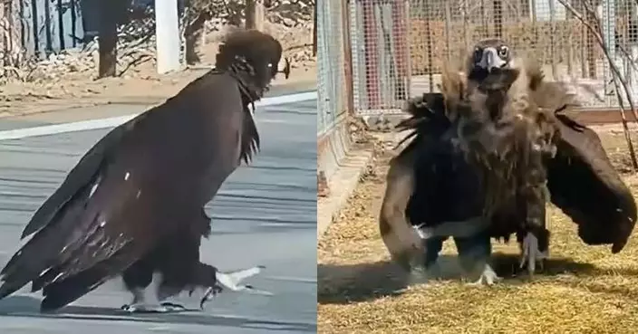 吉林國道現近一米高禿鷲橫穿馬路 司機紛停車禮讓場面和諧