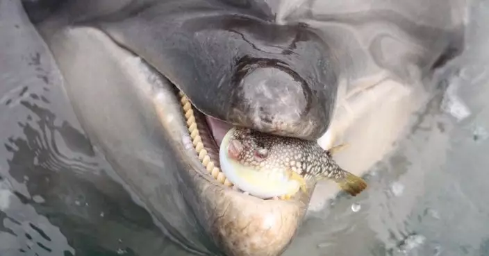 日野生河豚誤闖水族館海豚區慘被當「波」玩 飼養員急救駕放生