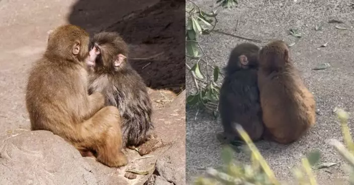 爆紅獼猴仔Punch遭目擊「與女伴親親放閃」網民笑嘆：早過我出pool