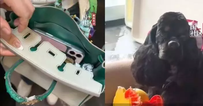 廣東女逾11萬Hermès手袋隨手放梳化 遭愛犬當「磨牙玩具」啃咬損毀難修復