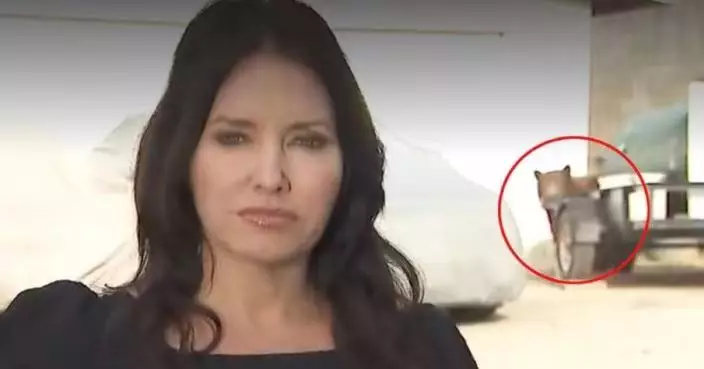 疑傷人黑熊闖直播現場 加州女記者臨危不亂完成報道 驚險畫面曝光