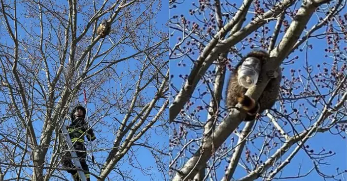 美為食浣熊頭卡花生醬樽內爬逾7米高樹 獲消防到場救出