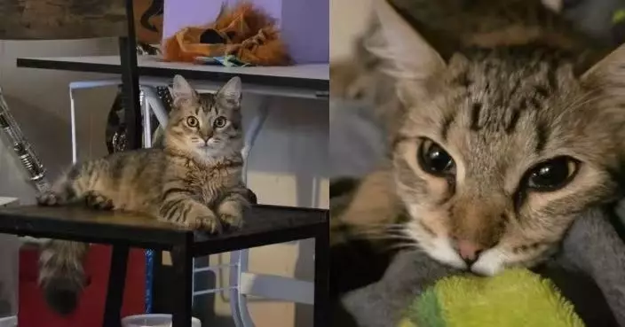 親人虎斑貓突不吃不喝 飼主憂患病花逾3千蚊檢查冇事 揭1玻璃杯惹禍