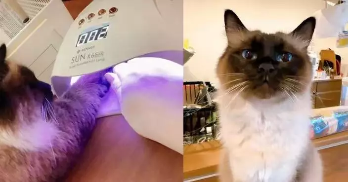見主人做美甲即「插手」 暹羅貓伸毛爪入光療機照燈萌翻網民