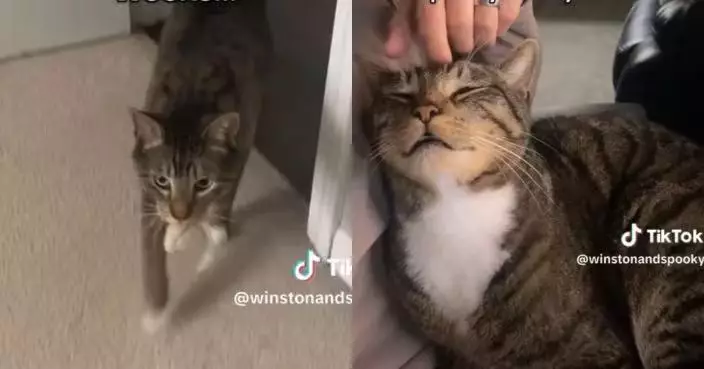 為博主人注意放大招 虎斑貓喵喵叫叼玩具撒嬌攻勢超奏效