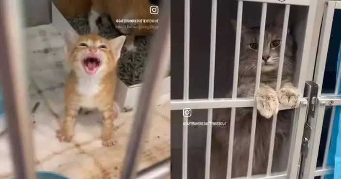 初生小貓與母貓失散被送收容所哭不停 隔壁哺乳灰貓聞聲暖心回應惹鼻酸