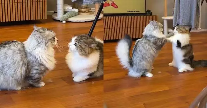 兩貓後腳站立互抓上演「貓拳對決」毫無殺傷力 飼主笑：最和平互毆！
