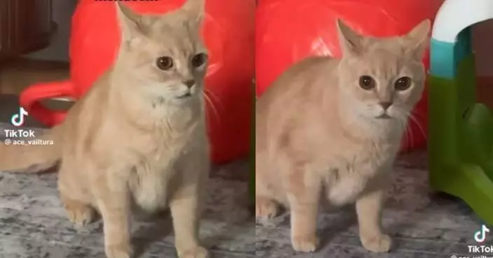 首見「嬰兒嚎啕大哭」 11歲橘貓左顧右盼露錯愕反應萌翻飼主