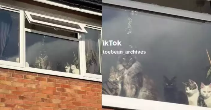 返工一日超疲憊 女飼主返家見6貓貓齊齊坐窗邊「等候」瞬間被療癒