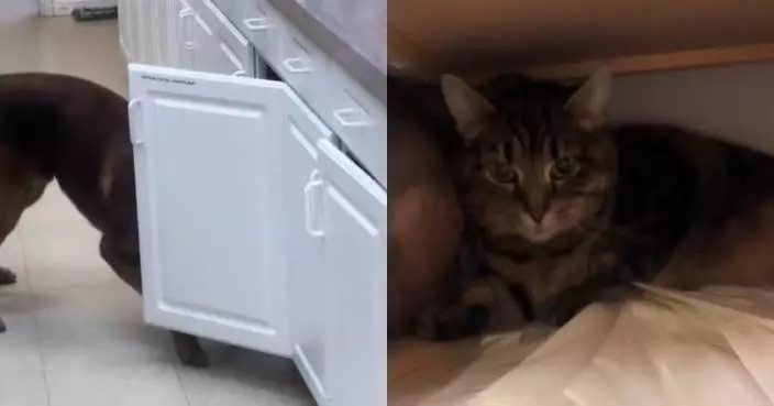 晚晚玩失蹤！美診所奀皮虎斑貓藏櫥櫃被比利時牧羊犬迅速尋獲露不爽神情