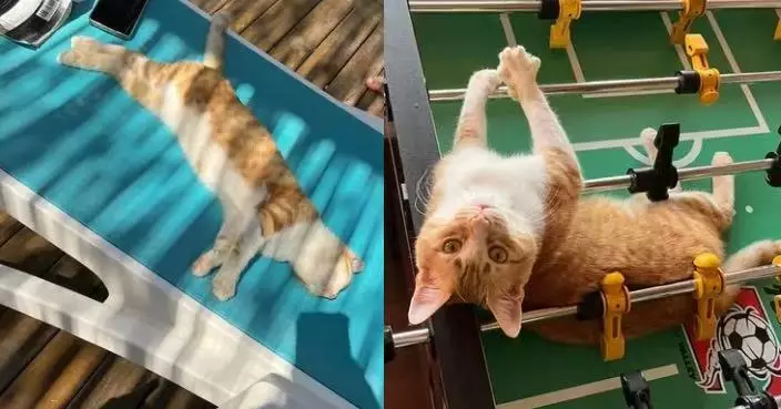 捷克情侶土耳其度假遭流浪橘貓搶海灘椅 意外被「偷心」終決定跨國收養