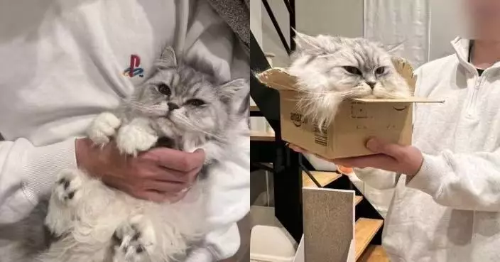 鑽入狹小紙箱僅露頭部 緬因貓展現超絕「軟骨功」驚呆飼主