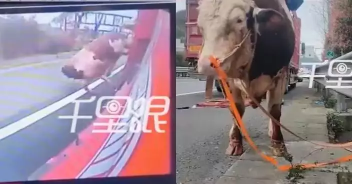 有片！貴州高速現牛隻跳車「越獄」 2頭千斤重壯牛頂斷欄桿墮路面奇蹟無事