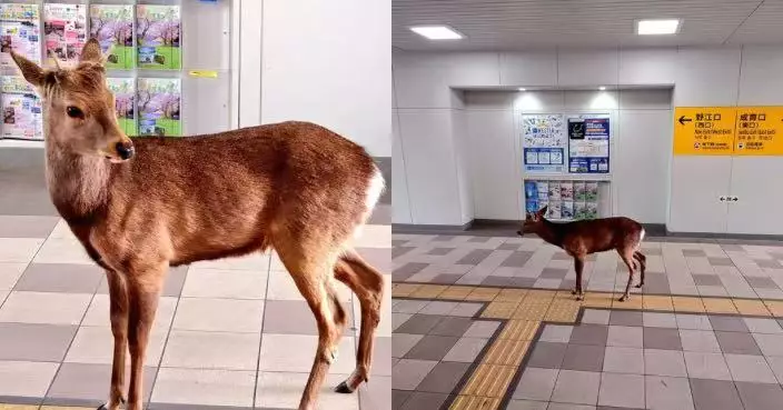 日本奈良鹿翻山行20公里現身大阪市區震驚民眾 當局籲勿接近餵食