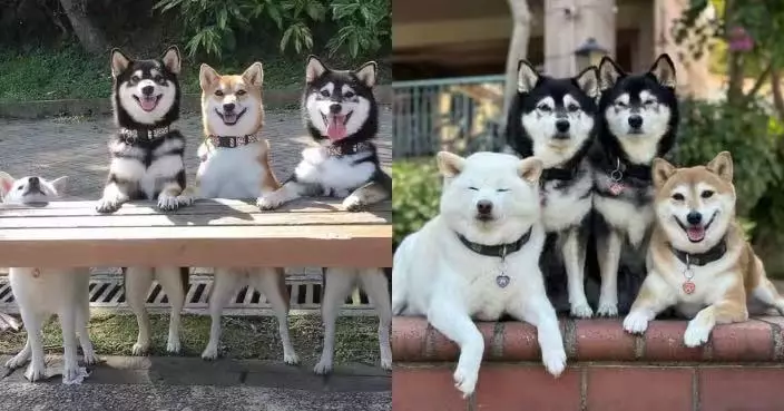 拍攝「全家福」不按常理出牌 鬼馬白柴犬不理鏡頭亂轉身搶鏡惹爆笑