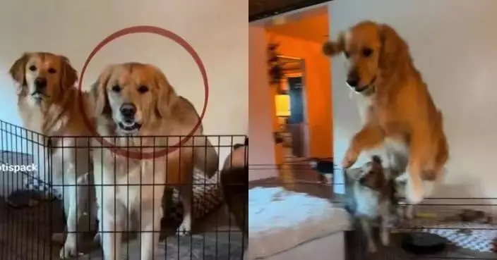 家中圍欄形同虛設 黃金獵犬無助跑輕鬆躍過似障礙賽選手爆紅網絡