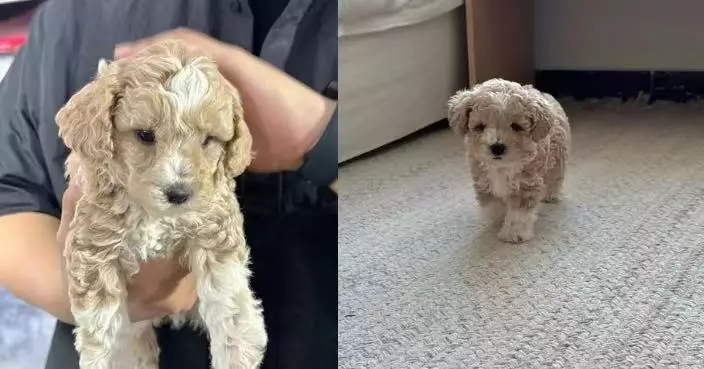 夜市花逾500買米克斯幼犬 內地女驚覺外型愈發可愛似名貴公仔直呼撿到寶