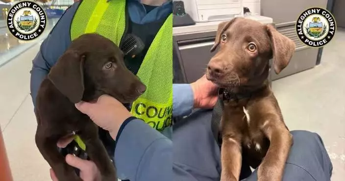 被告知不能攜寵物登機 美漢狠心將狗狗棄置機場外面臨多項控罪