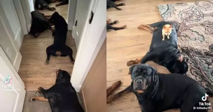 9隻羅威納犬排排坐 嬌小吉娃娃犬踩大狗背部霸氣十足似「大佬」