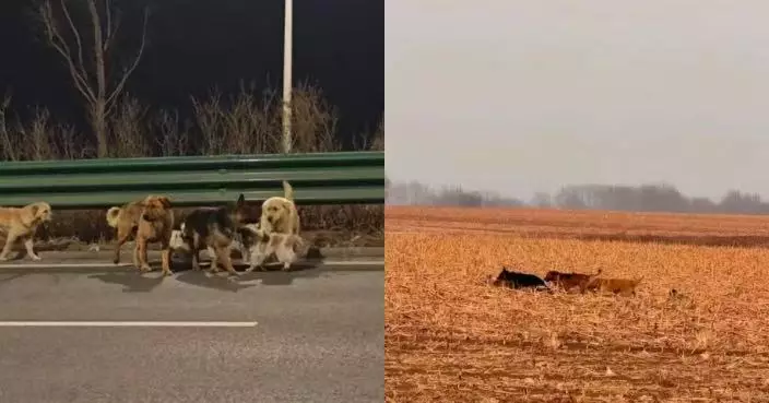 遭狗販子擄走險送狗肉店 內地7同村狗仔咬破狗籠逃離結伴跨越17公里回家