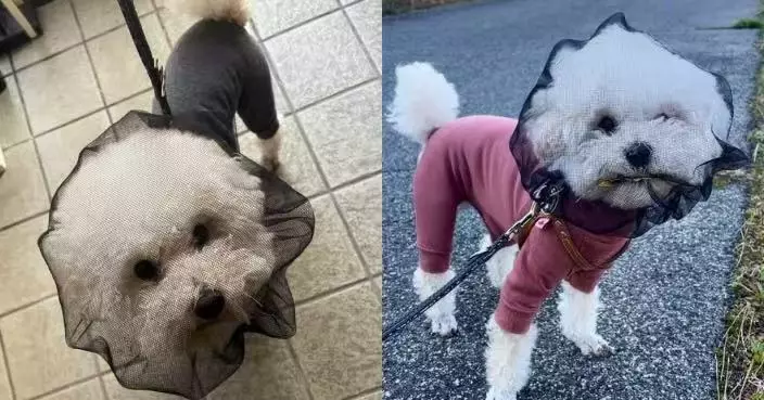 為食狗仔遭戴紗網頭套防亂吃 隔網叼落葉「眼神執著」令飼主哭笑不得