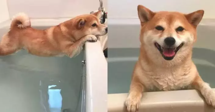 洗澡如臨大敵！柴犬全身繃直短腿橫跨浴缸兩側拒落水笑翻網民